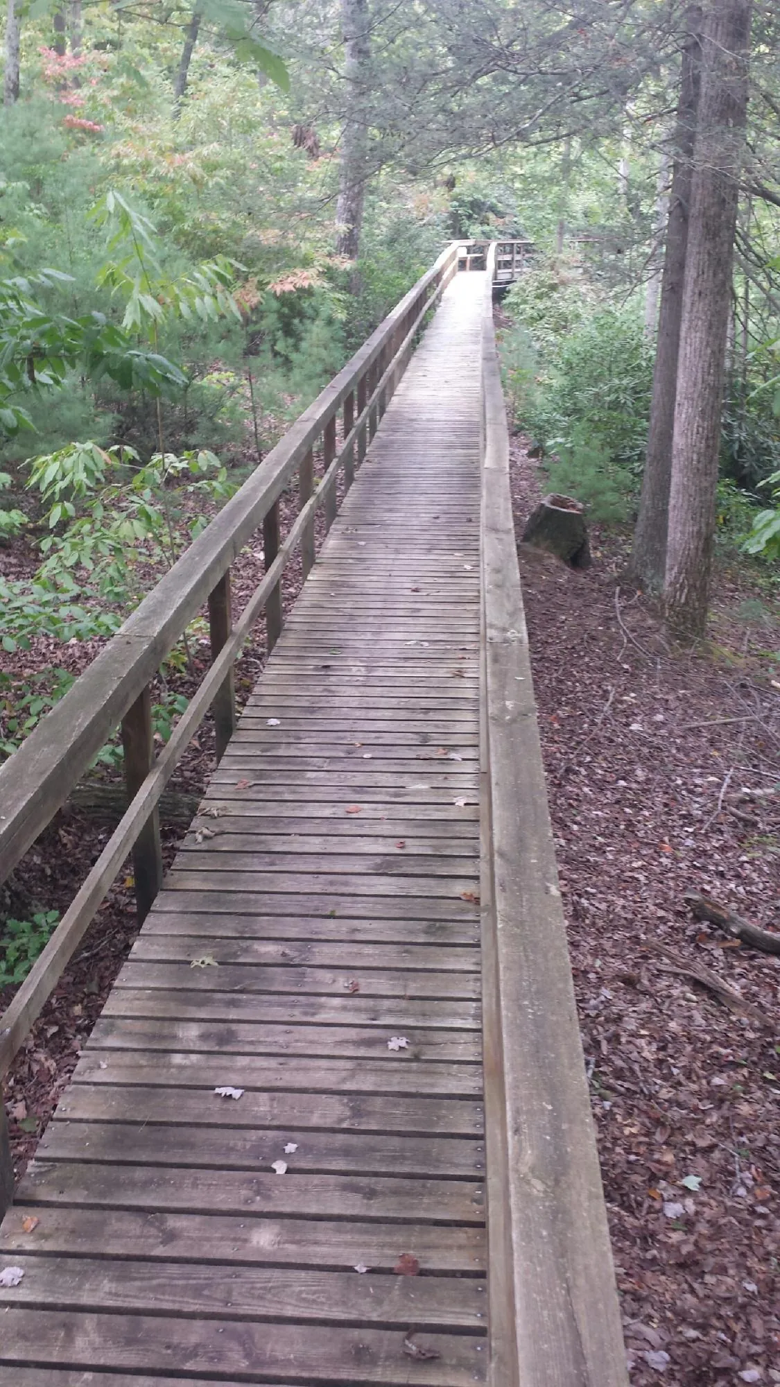 Long wood walkway with handrails built through the woods in Rincon